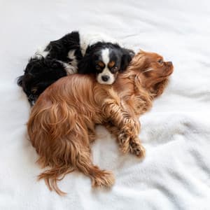 Ember Harmony: Chill Fire Sounds for Relaxing Pets - Hi-Def FX