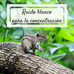 Ruido blanco para la concentración - Música relajante con sonidos de la naturaleza para la meditación zen, aprender, leer, atención - Enfoque y concentración