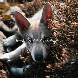 カーム・ケイナイン・チューン - Jazz for Work