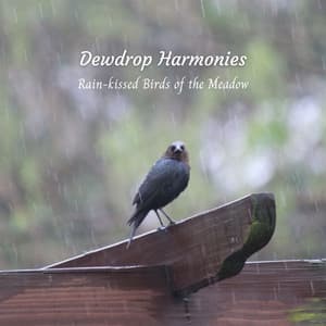 Dewdrop Harmonies: Rain-kissed Birds of the Meadow - Relaxation Rain Meditation