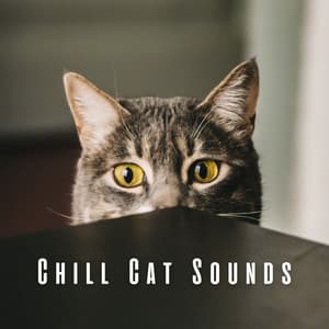 Chill Cat Sounds: Lofi Paws and Melodies - lofi.sad