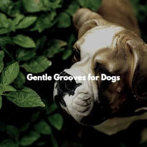 Gentle Grooves for Dogs - Música de Trabajo Ambiente