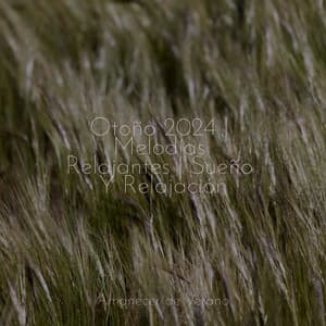 Otoño 2024 | Melodías Relajantes | Sueño Y Relajación - Musica Romantica