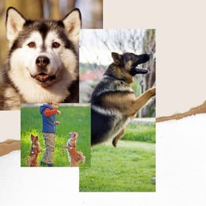 Background Music - Cozy Dogs - Songs for Dogs to Sleep To