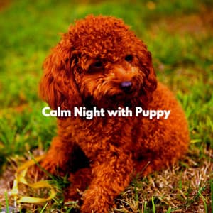 Calm Night with Puppy - Jazz Classics