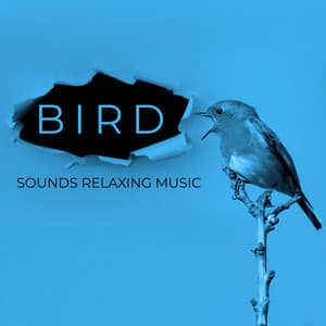 Bird Sounds Relaxing Music. For Kids, for Sleeping. Positive Sounds in the Background - Bird Song Group