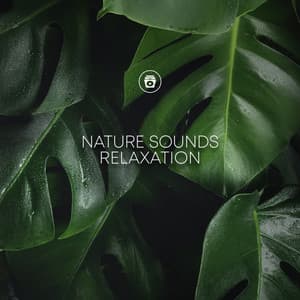 Nature Sounds Relaxation - Nature Ambience