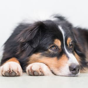 Mindful Rainy Keys: Soothing Piano Dog Serenades - Piano Music For Quiet Moments