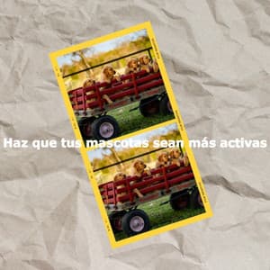 Haz que tus mascotas sean más activas - Klassischer Jazz