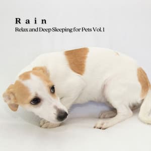 Rain: Relax and Deep Sleeping for Pets Vol. 1 - Thunder etc.