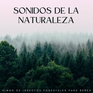 Sonidos De La Naturaleza: Himno De Insectos Forestales Para Bebés - Investigación de sonidos de la naturaleza