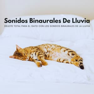 Deleite Total Para El Gato Con Los Sonidos Binaurales De La Lluvia - Moldeadores binaurales