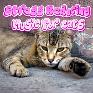 Stress Reduction Music For Cats & Kitties - Stress Reducing Music For Cats