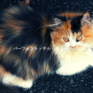 パーフェクト・チル・ミュージック - Chill Lounge Vibes