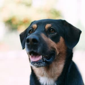 Music for Dreamy Doggy - Separation Anxiety Dog Music