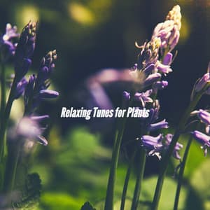 Relaxing Tunes for Plants - Java Jazz Cafe
