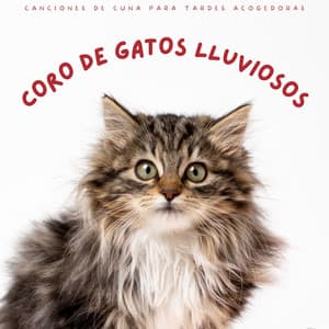 Coro De Gatos Lluviosos: Canciones De Cuna Para Tardes Acogedoras - Atmósferas de Lluvia