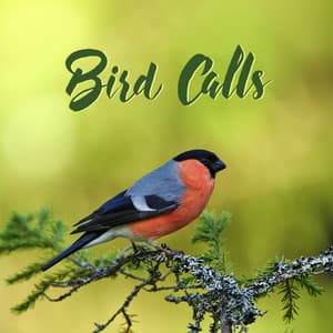 Bird Calls. Animals and Nature Sounds. Beautiful Soothing Music - Relaxing Nature Sounds Collection