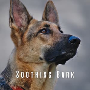 Soothing Bark: Meditative Piano for Dogs - Canon in D Variations