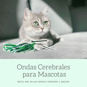 Ondas Cerebrales para Mascotas: Música para Relajar Animales Estresados o Ansiosos - Relajación Natural Maestro