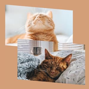 Incredible Bgm for Classic with Cats - Relaxing Cat Music