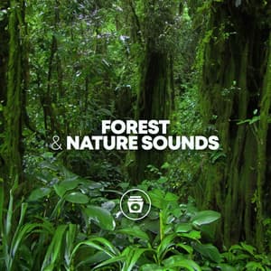 Forest & Nature Sounds - Meditation Music