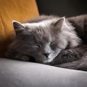 Sonidos Relajantes Para Gatos: Música Relajante - Espacio Acogedor