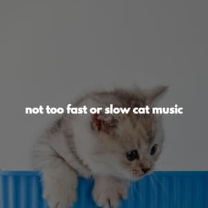not too fast or slow cat music - Music for Productivity