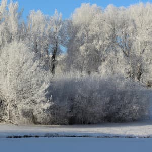 ! ! ! ! Dreamer's Reverie - Música Relajante