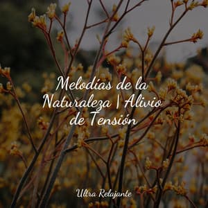 Melodías de la Naturaleza | Alivio de Tensión - Sons da Natureza Relax