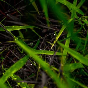 Petrichor Serenade: Harmonic Dance of Rain and Earth - densitydrive