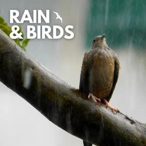 Rain & Birds - Actors of Nature