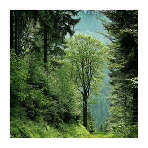 Your Morning Mantra - Just Breathe Meditation