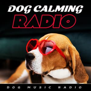 Dog Calming Radio - Dog Music Radio
