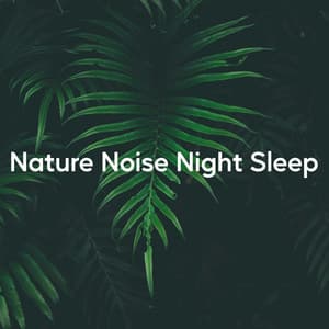 Nature Noise Night Sleep - Regengeräusche