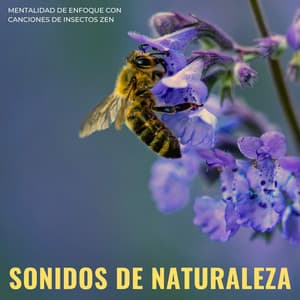 Sonidos De Naturaleza: Mentalidad De Enfoque Con Canciones De Insectos Zen - Siente la naturaleza