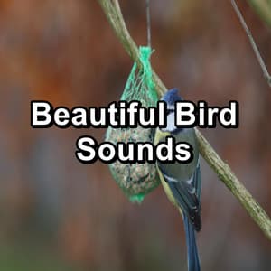 Beautiful Bird Sounds - Nature Bird Sounds
