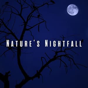 Nature’s Nightfall: Heavy Rain and Bird Tweets for Sleep - Wonderful Escape
