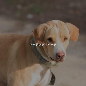 スージング・バーク - Cleaning Music