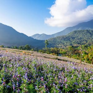 Ecos Suaves Para La Relajación - Melodías suaves