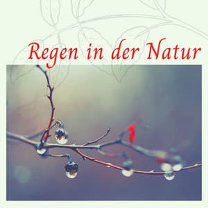 Regen in der Natur: Ideal zum Entspannen, Meditieren, Lernen und Schlafen - Entspannungsmusik Universe