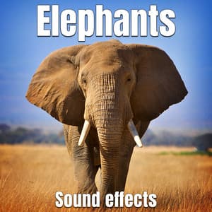 Elephants Sound Effects - Sound Ideas
