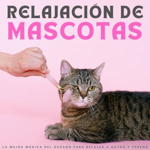 Relajación De Mascotas: La Mejor Música Del Océano Para Relajar A Gatos Y Perros - Mascotas tranquilas