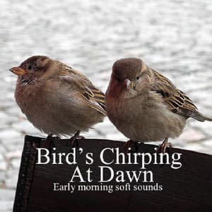 Bird's Chirping At Dawn: Early Morning Soft Sounds - Auge Espiritual