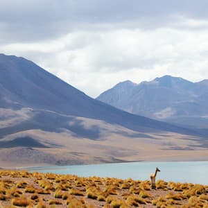 Jet Black Heart | Painting and Reading Music - Nature Sounds