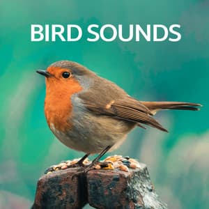 Bird Sounds - Nature And Bird Sounds