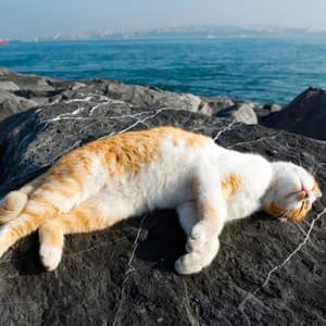 Feline Chill: Binaural Oceanic Bliss for Cats - Binaural Beast