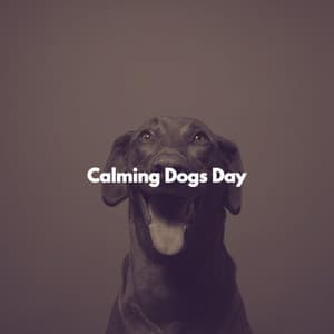 Calming Dogs Day - Jazz Rilassante Playlists