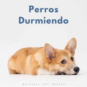 Perros Durmiendo: Melodías Lofi Suaves - Lo-Fi para dormir