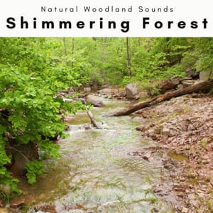 A Shimmering Forest - Natural Woodland Sounds